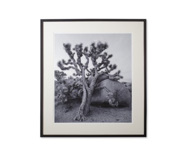 Joshua Tree
